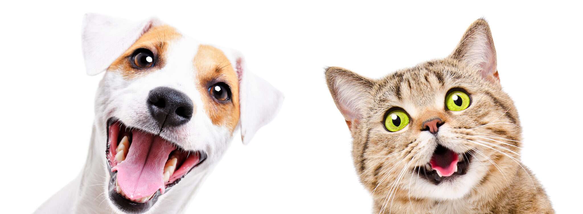 口を開けたフランスから来た2匹の犬と1匹の猫。