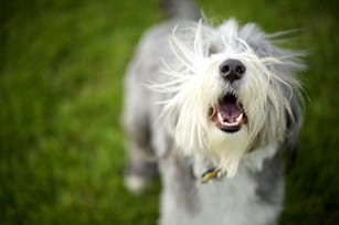 フランスで口を開けたグレーと白の犬。