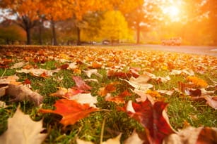 フランスの公園の芝生に置かれた紅葉。