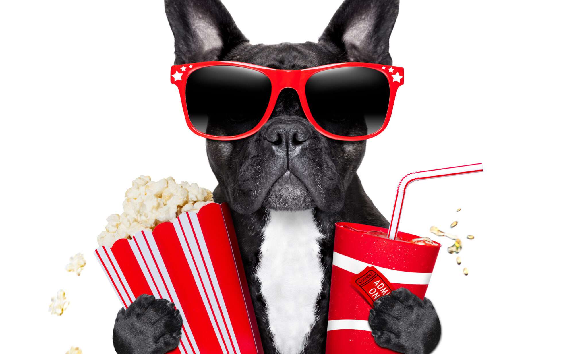 サングラスをかけてポップコーンとドリンクを持ったフランス ブルドッグ。