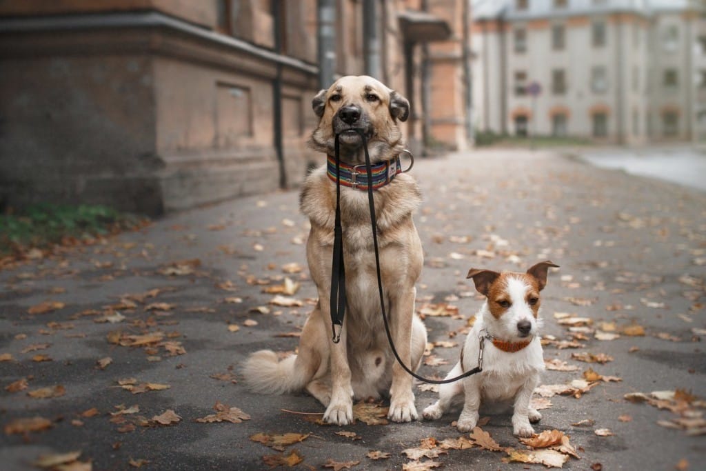 フランス リードにつながれた大型犬と小型犬。