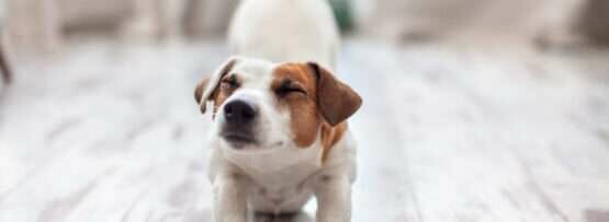 フランスの木の床に立つ茶色と白の犬。