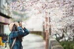 フランスで桜の写真を撮っている女性。