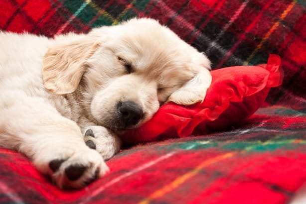 フランスで赤いチェック柄の毛布の上で眠るゴールデンレトリバーの子犬。