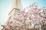 フランスの背景にはエッフェル塔があり、ピンクの花が咲いています。