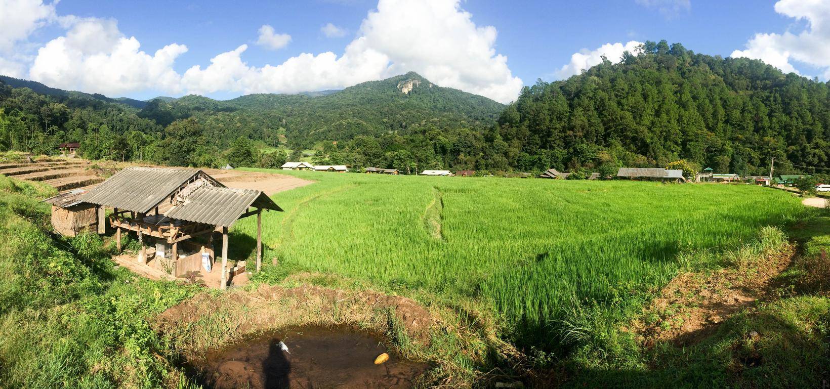 フランスの小屋を背景にした田んぼの景色。