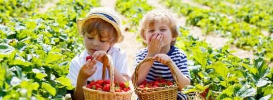 フランスの畑でイチゴを摘む 2 人の子供。