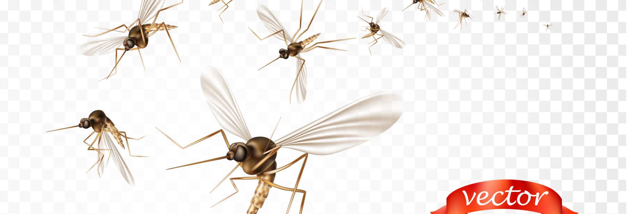 フランスの透明な背景を飛ぶ蚊のグループ。