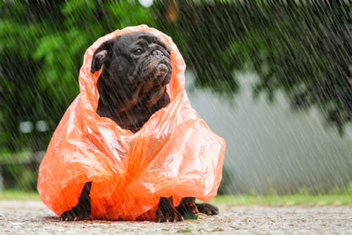 雨の中でオレンジ色のレインコートを着た黒パグは、フランスの伝統的なファッションを彷彿とさせます。