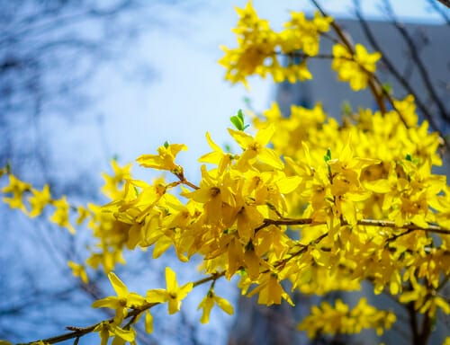 フランスでは春にレンギョウが咲きます。