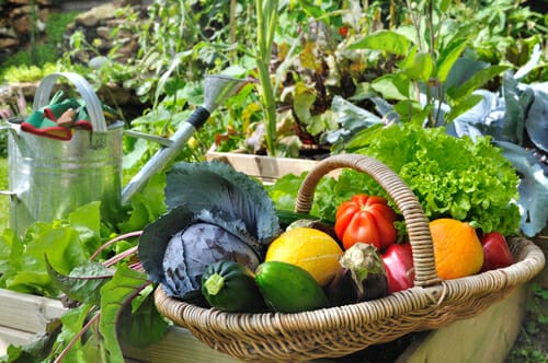 フランス式庭園にある野菜がいっぱい入った籐かご。