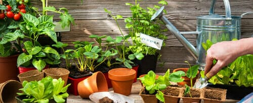 フランスで男性が木のテーブルに野菜を植えている。