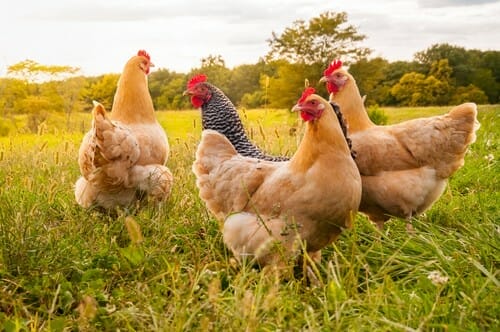 フランスの草原に佇む鶏の群れ。