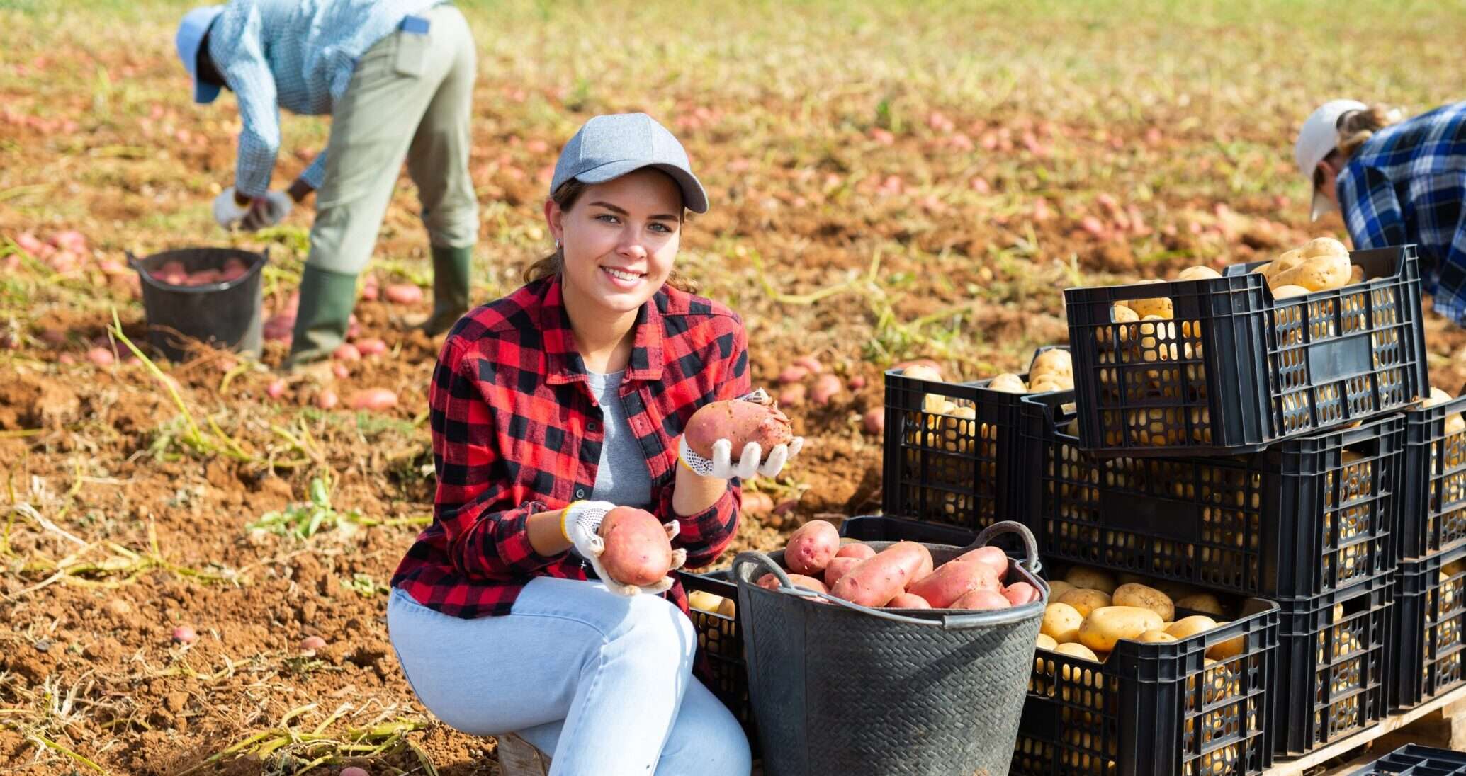 フランス語のじゃがいも フランス語のじゃがいも